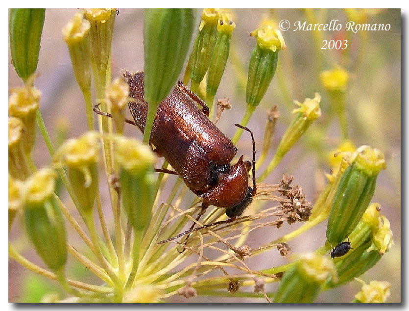 Il Cebrio melanocephalus e la sua piccola Famiglia (Elateridae Cebrioninae)